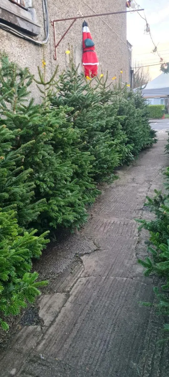 Real Christmas trees - Image 2