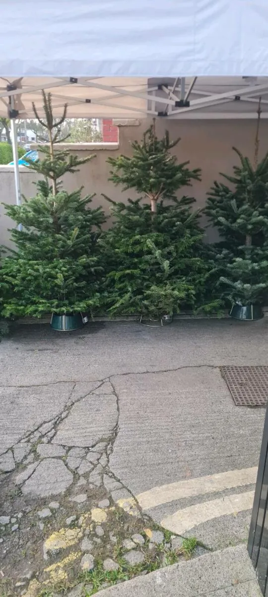 Real Christmas trees - Image 3