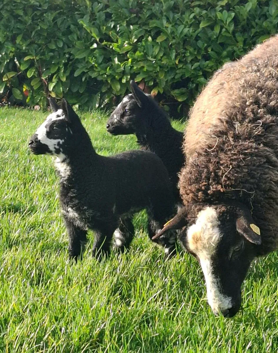 Zwartable and Jacob ewes with lambs - Image 1