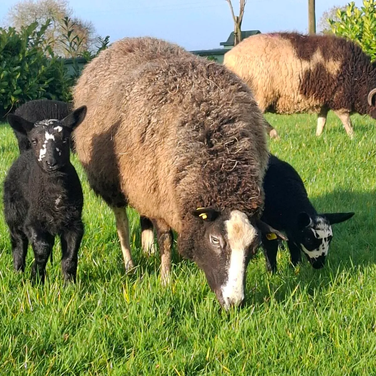Zwartable and Jacob ewes with lambs - Image 2