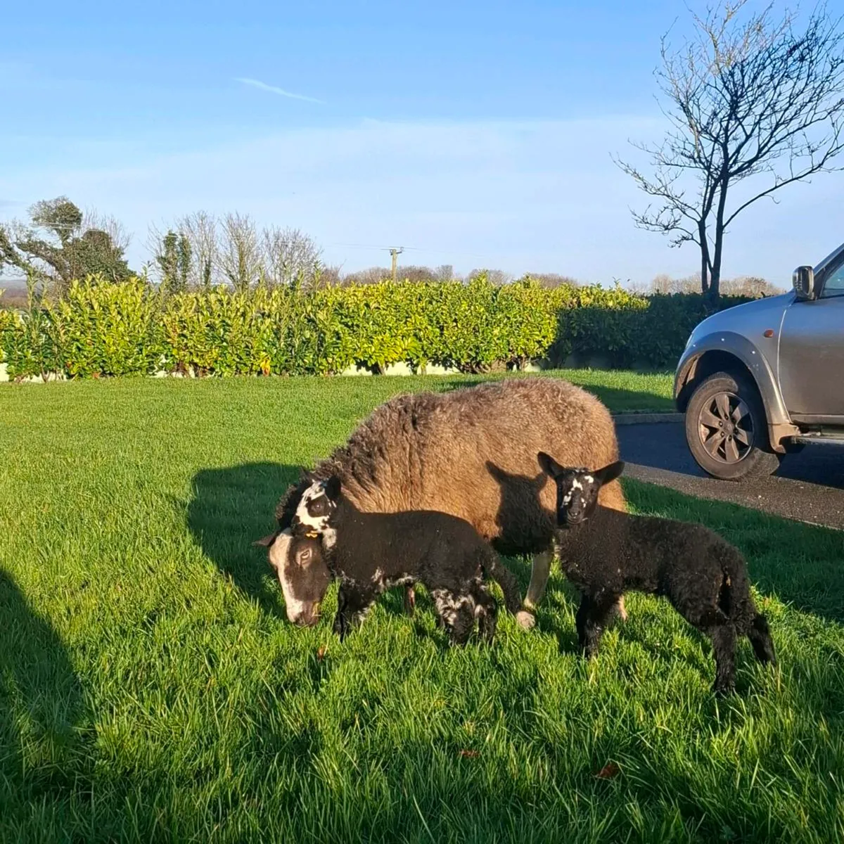 Zwartable and Jacob ewes with lambs - Image 3
