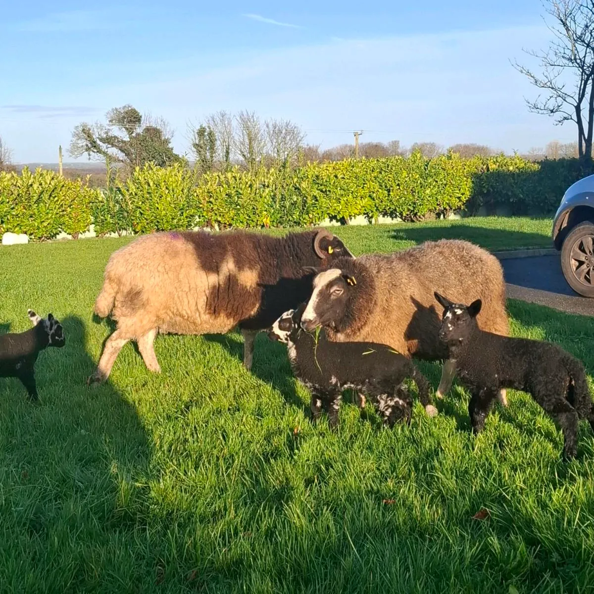 Zwartable and Jacob ewes with lambs - Image 4
