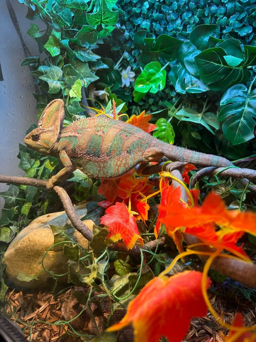 Adult Veiled Chameleon (Male) - Image 1