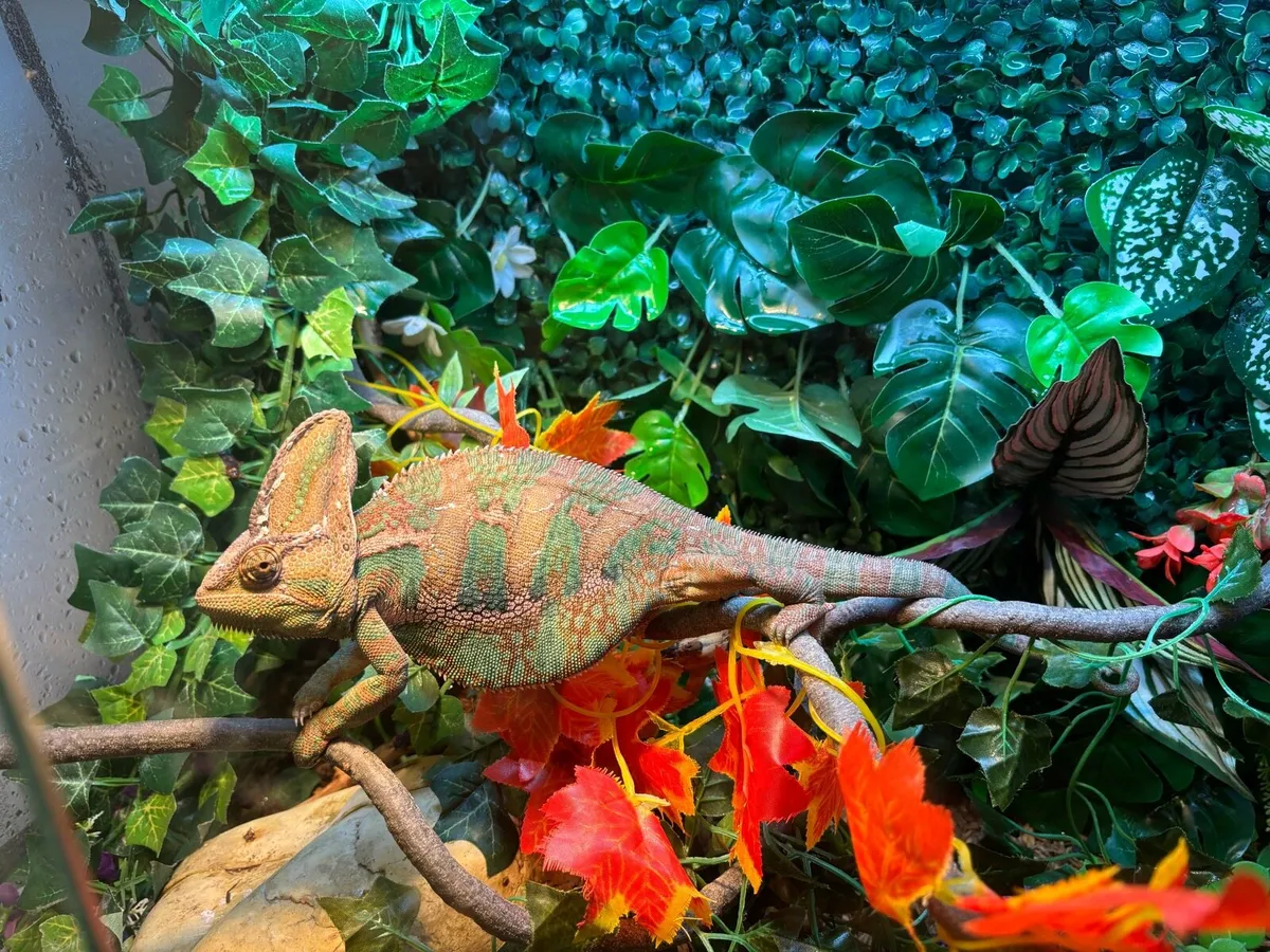 Adult Veiled Chameleon (Male) - Image 2
