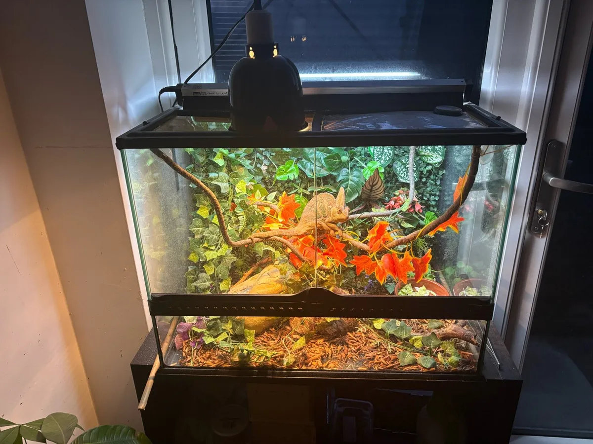 Adult Veiled Chameleon (Male) - Image 3