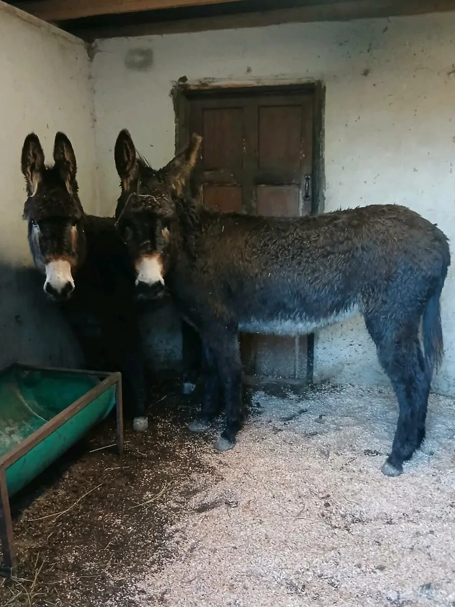 2 Female Donkeys - Image 1