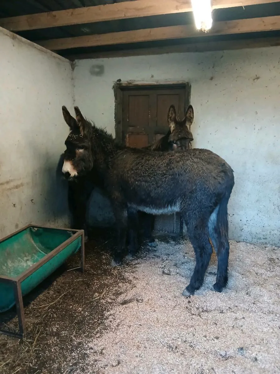 2 Female Donkeys - Image 2