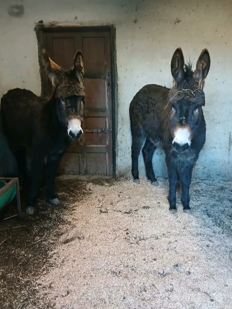 2 Female Donkeys - Image 3
