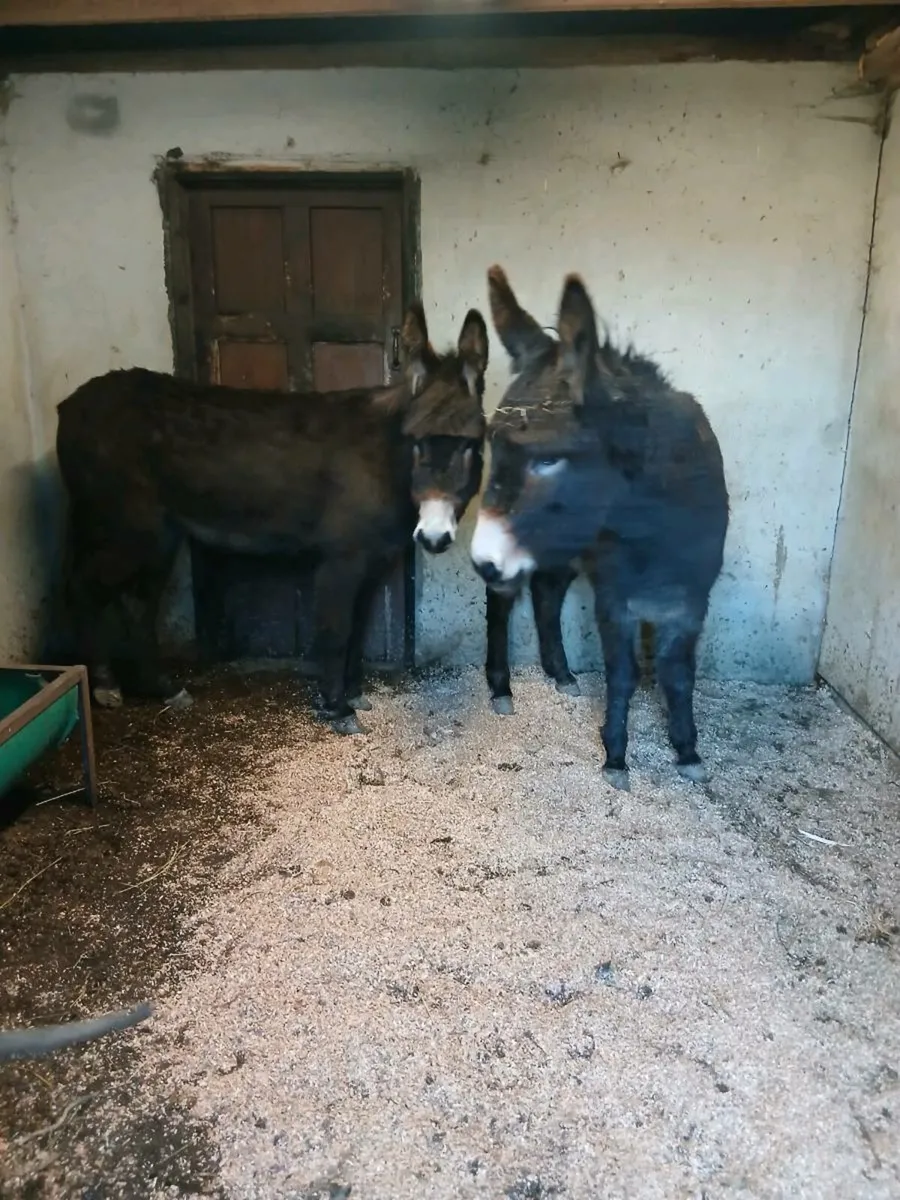2 Female Donkeys - Image 4