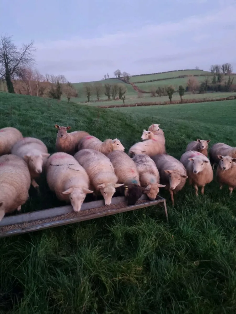 Charolais x EasyCare Ewe Lambs - Image 1