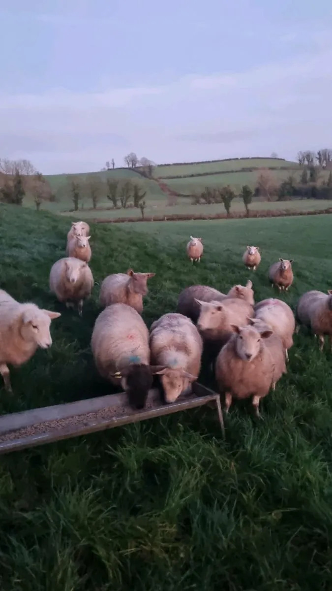 Charolais x EasyCare Ewe Lambs - Image 2