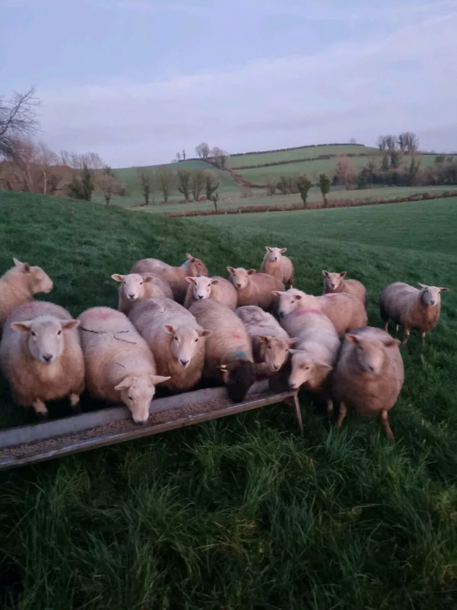 Charolais x EasyCare Ewe Lambs - Image 3