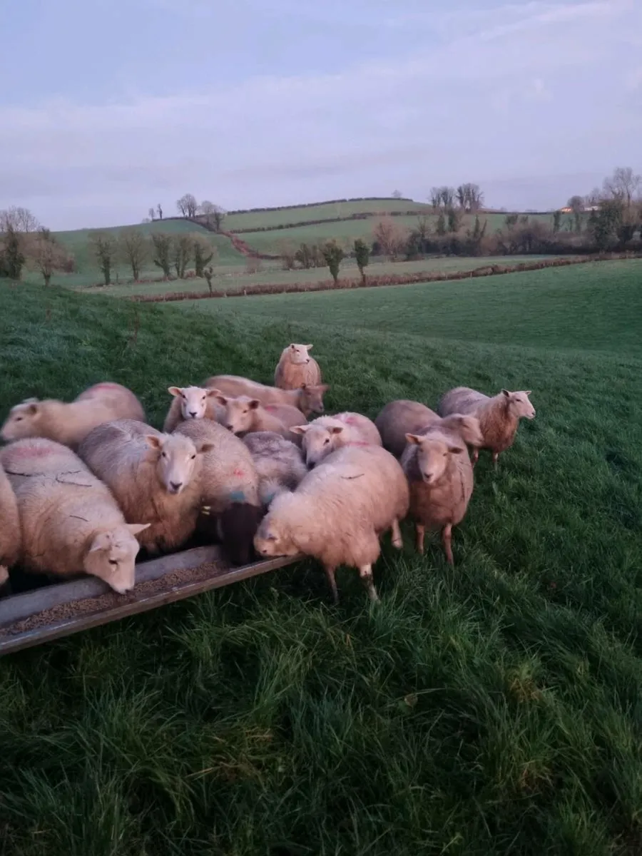 Charolais x EasyCare Ewe Lambs - Image 4