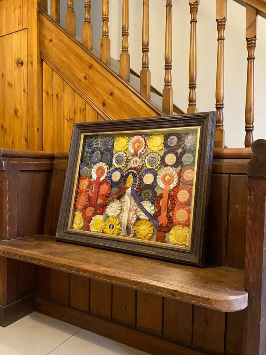 1950s U.K Horse Show Rosettes Framed, 30 inch x 24