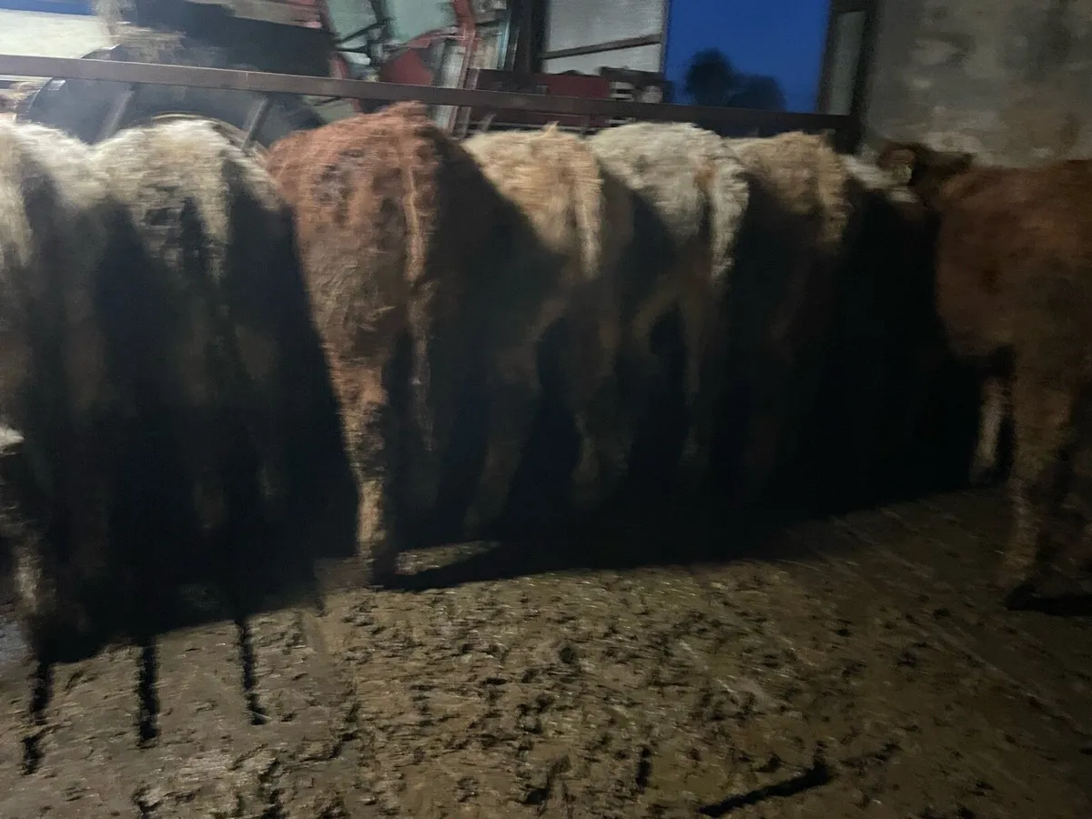 Bull Weanlings For Sale - Image 3