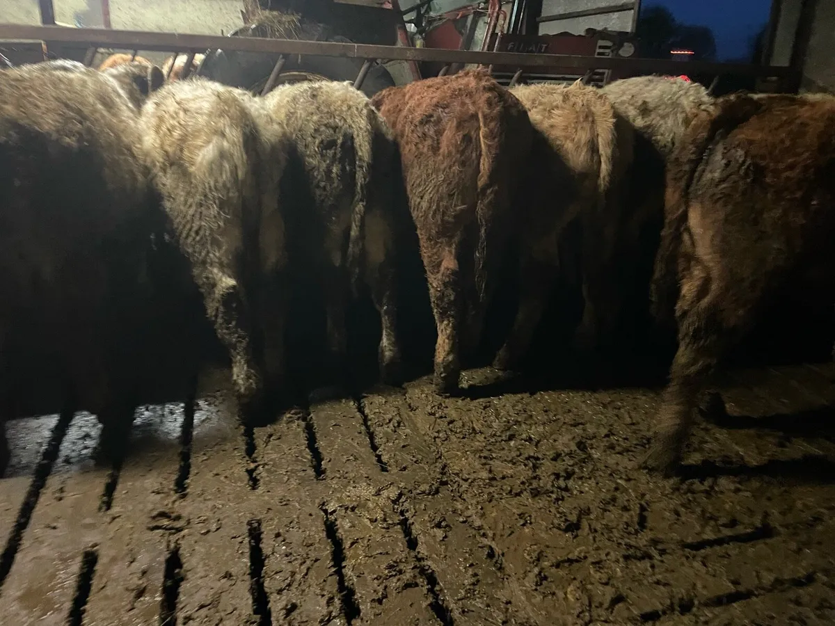 Bull Weanlings For Sale - Image 4