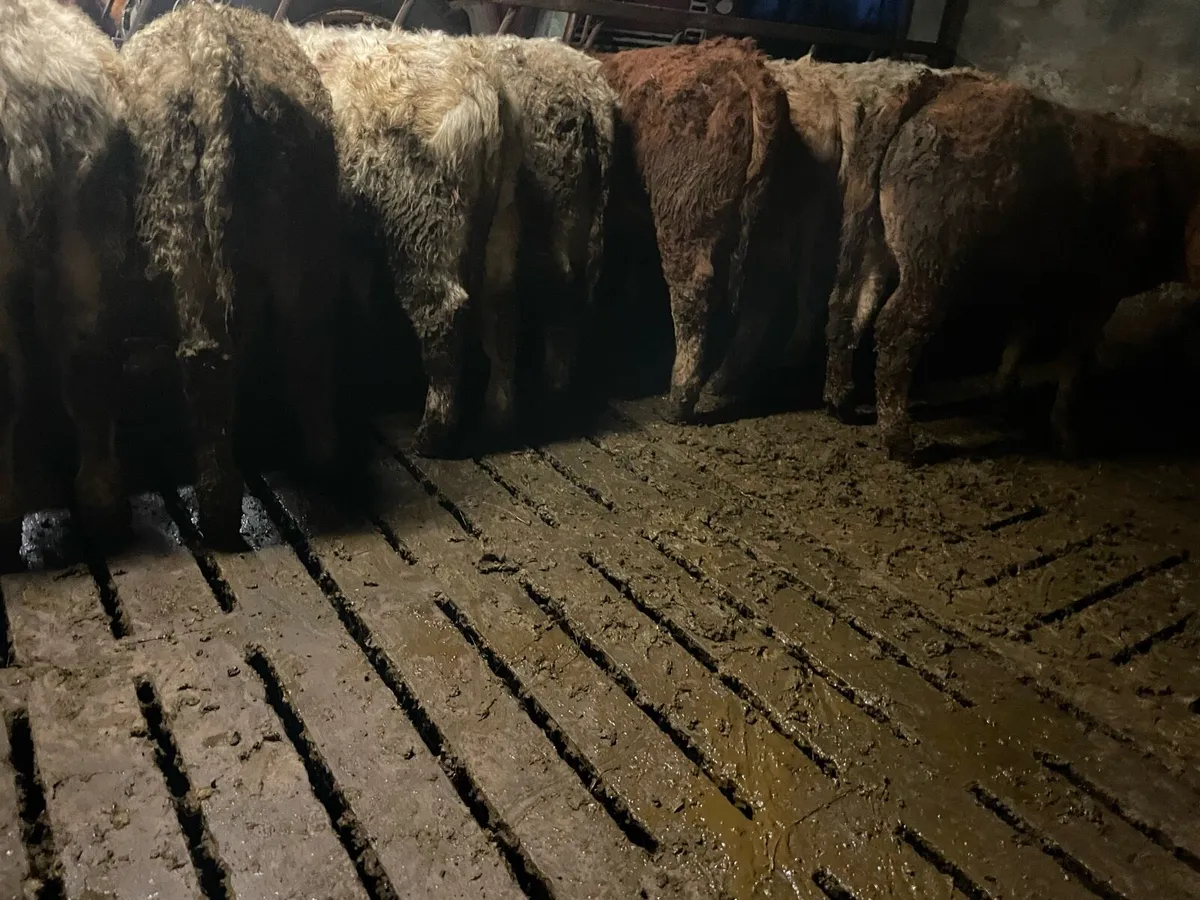 Bull Weanlings For Sale - Image 1