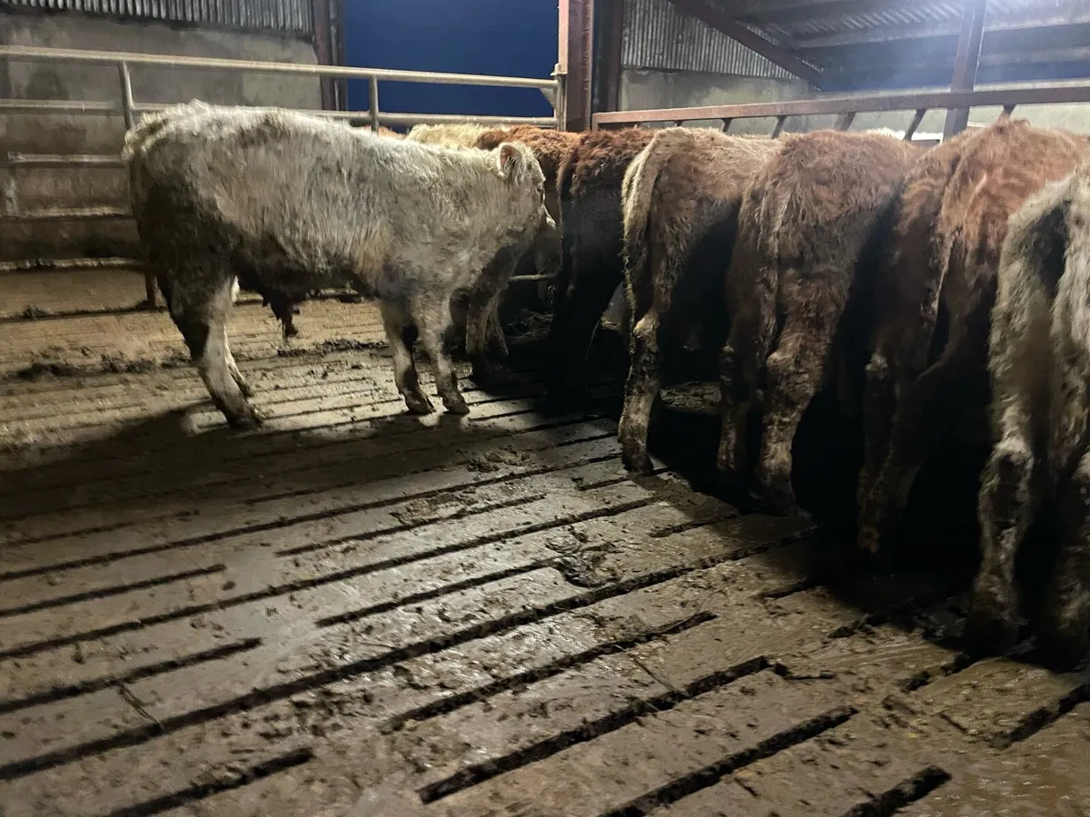 Bull Weanlings For Sale - Image 2