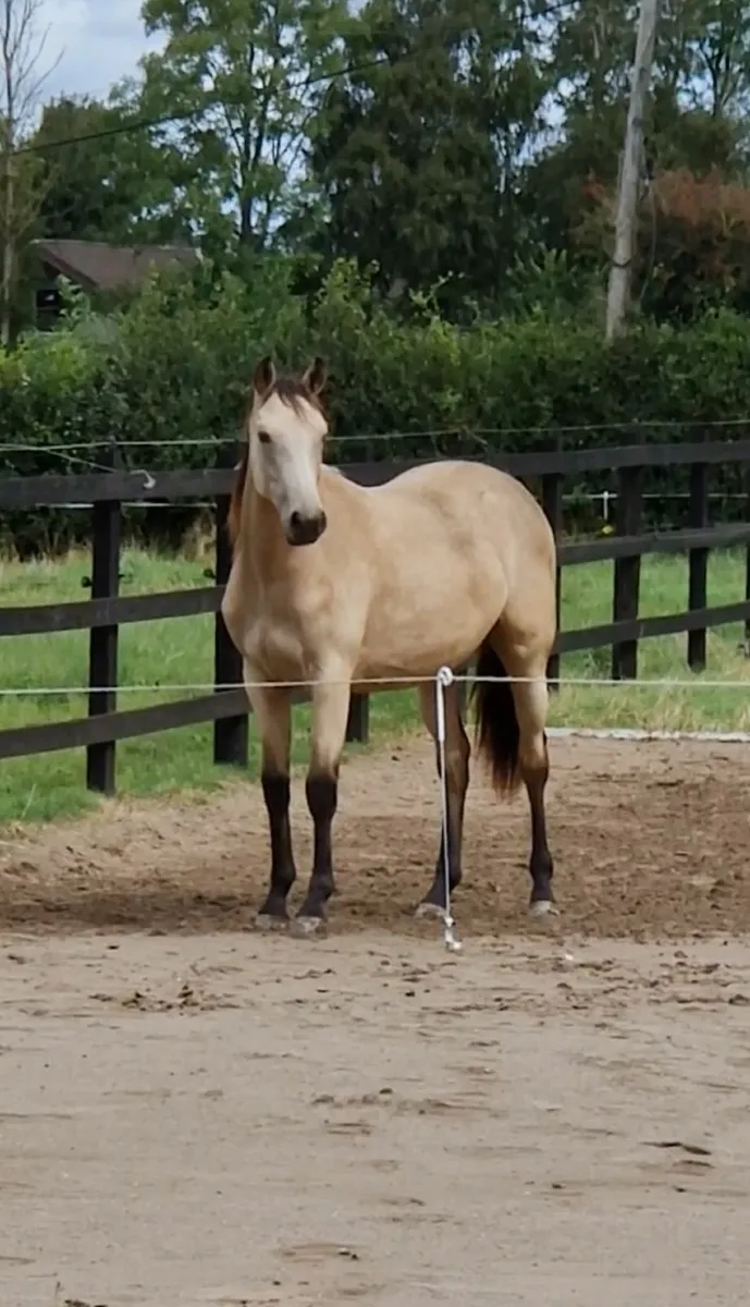 Rising 2 year old buckskin filly - Image 1