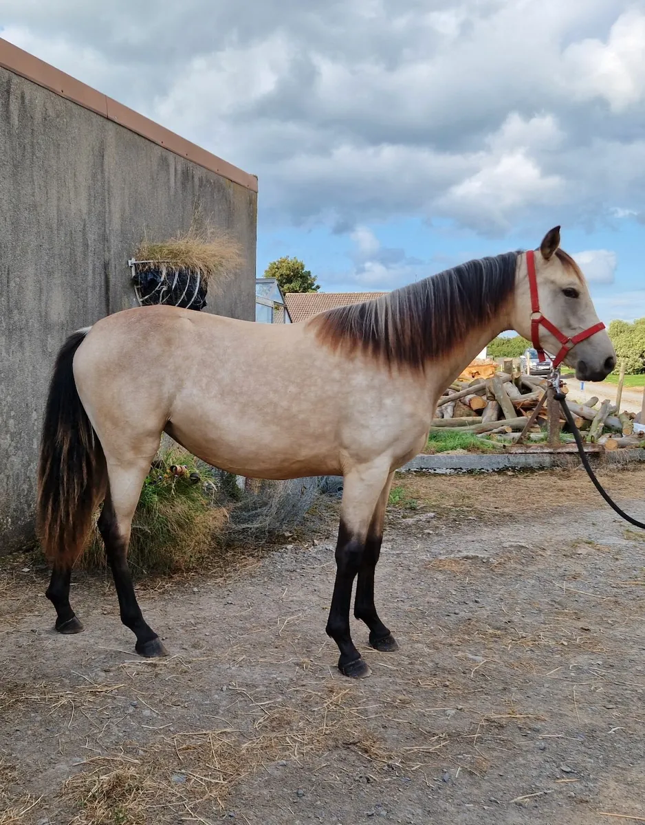 Rising 2 year old buckskin filly - Image 2
