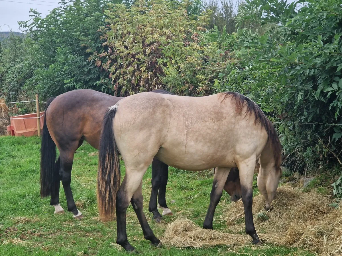Rising 2 year old buckskin filly - Image 3