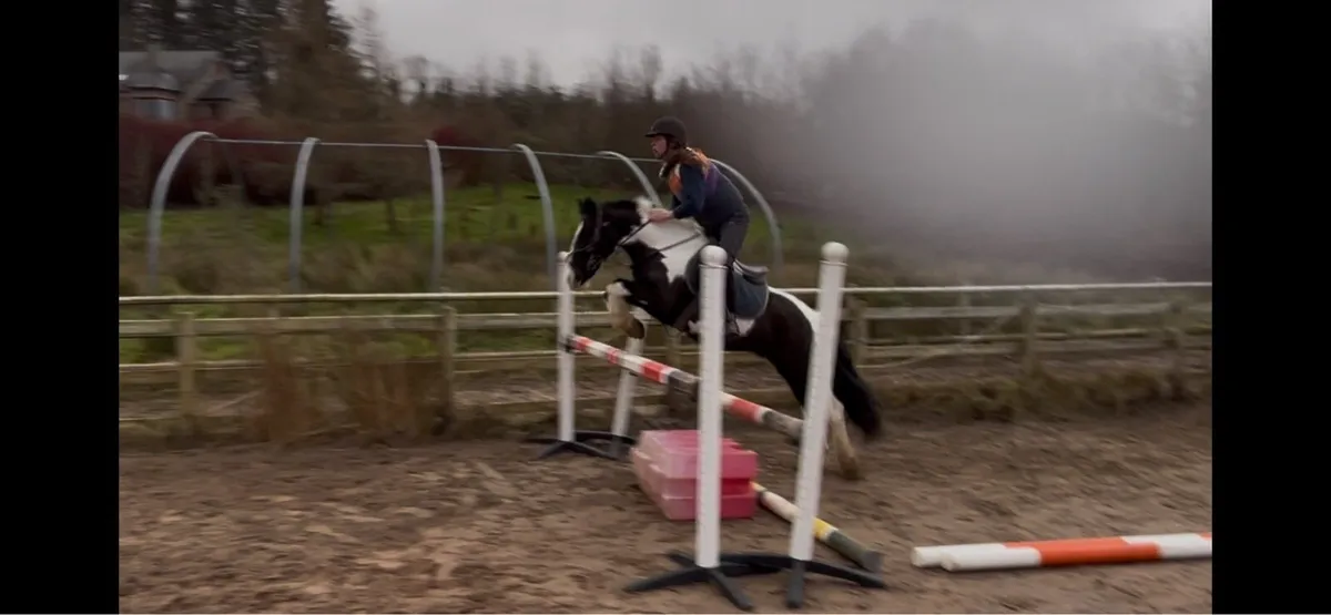 Allrounder , jumping , pony club pony - Image 1