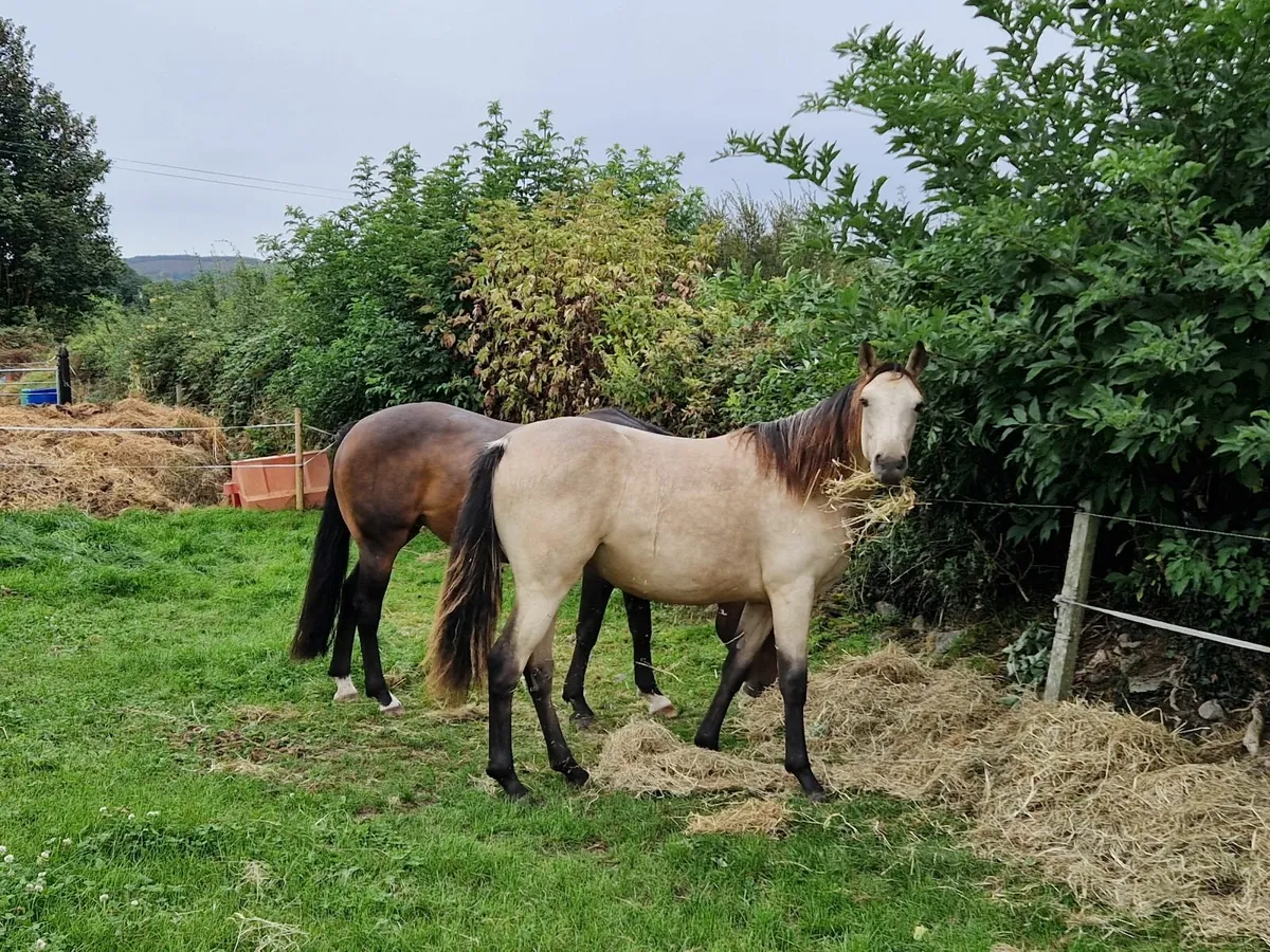 Rising 2 year old buckskin filly - Image 4