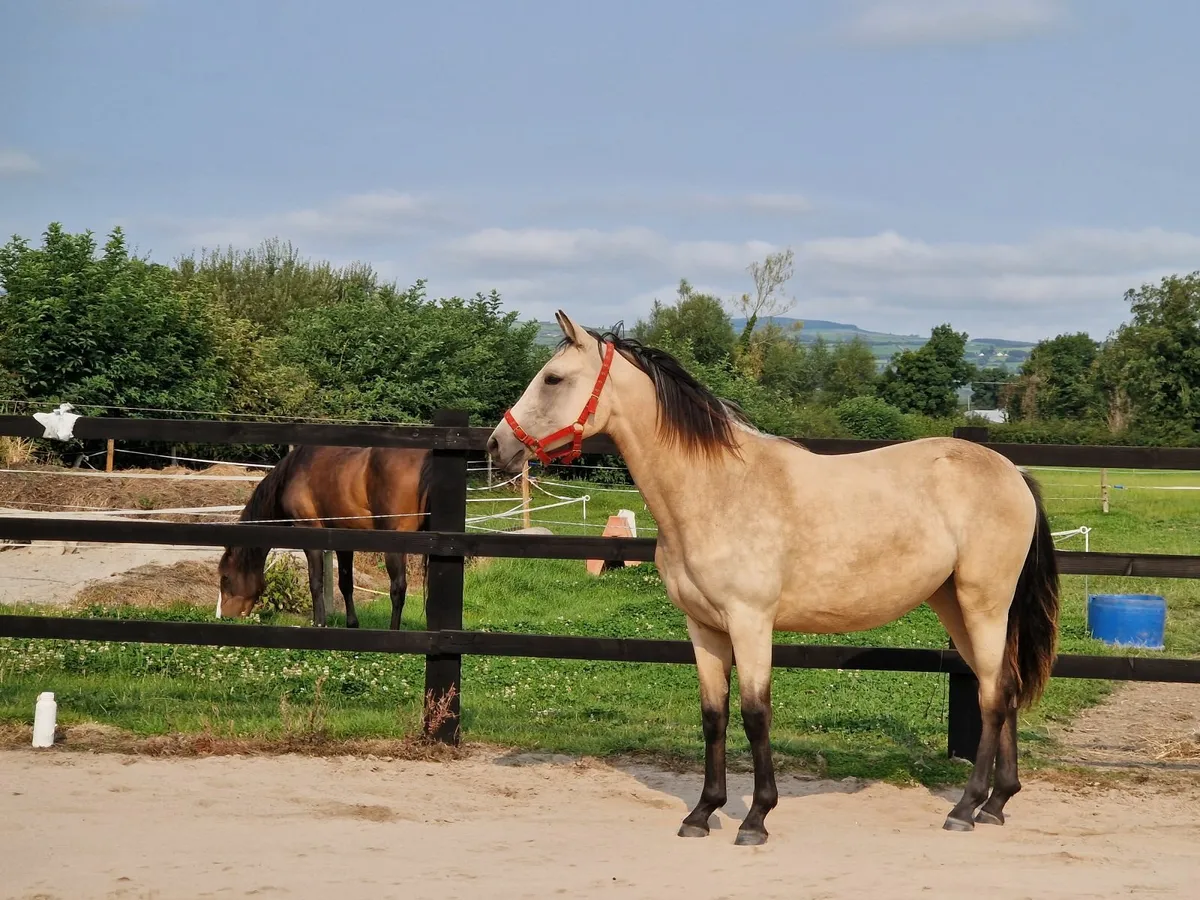 2 year old buckskin filly - Image 1