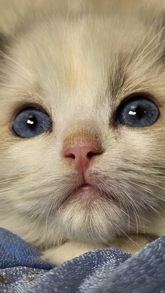 Ragdoll kittens - Image 1