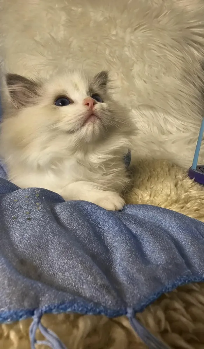 Ragdoll kittens - Image 2