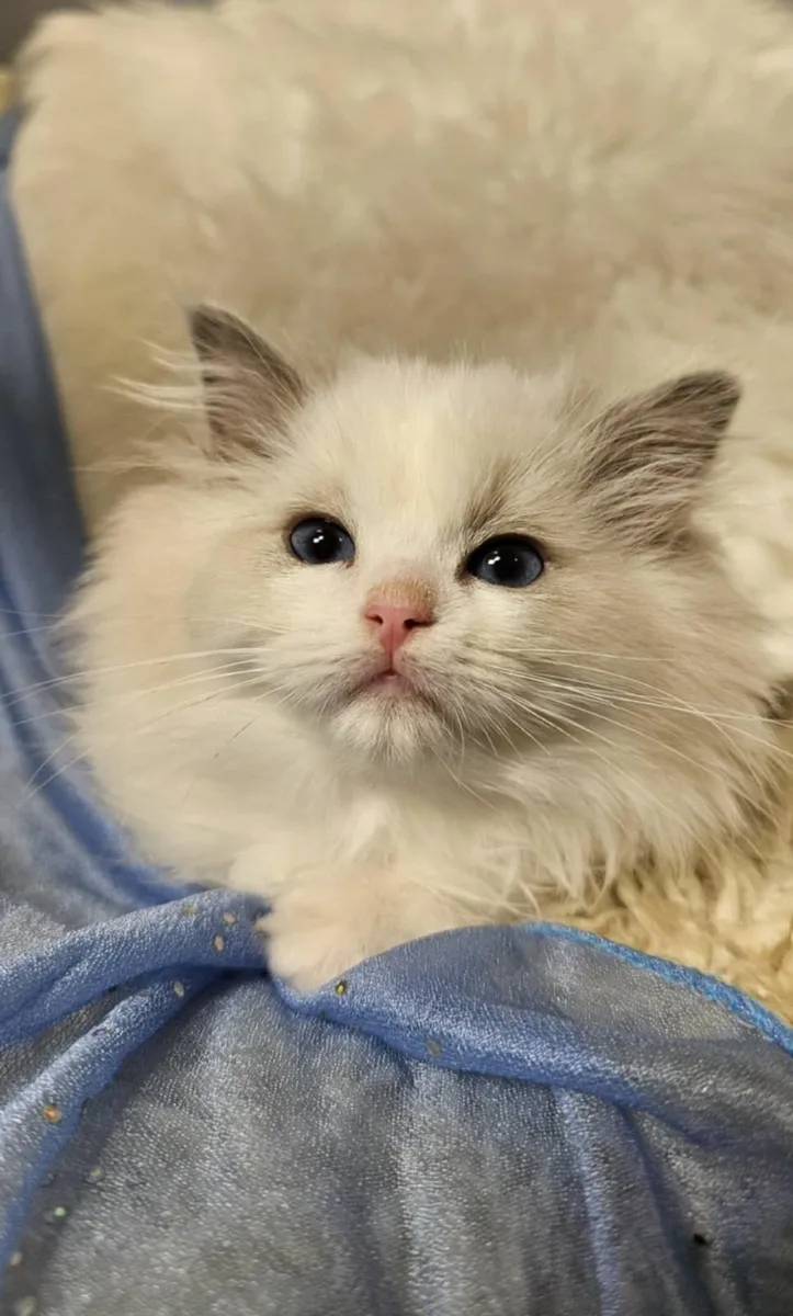 Ragdoll kittens - Image 3