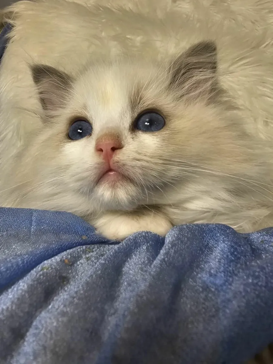 Ragdoll kittens - Image 4