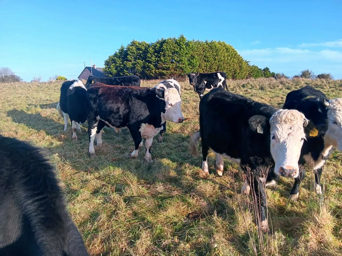 15 bullocks - Image 1