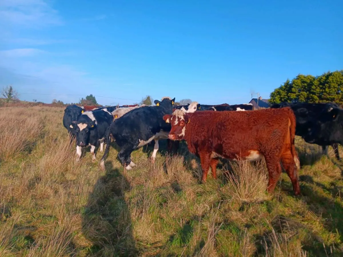 15 bullocks - Image 2