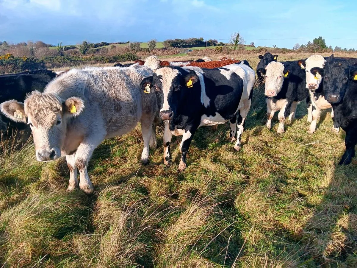 15 bullocks - Image 3