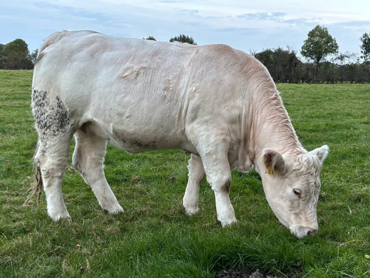Purebred registered incalf Charolais heifer - Image 2