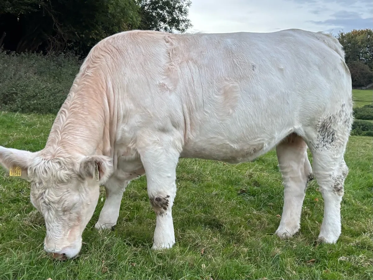 Purebred registered incalf Charolais heifer - Image 1