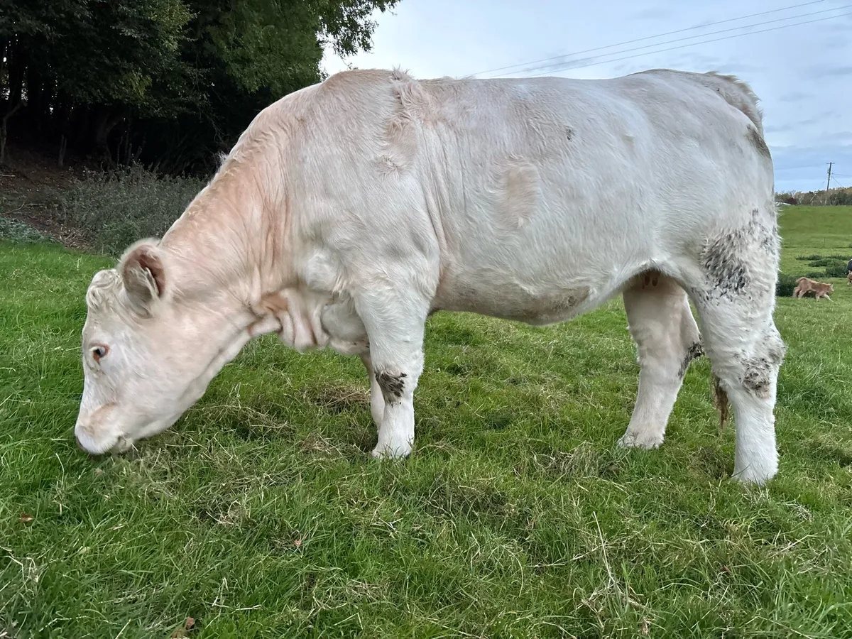 Purebred registered incalf Charolais heifer - Image 3