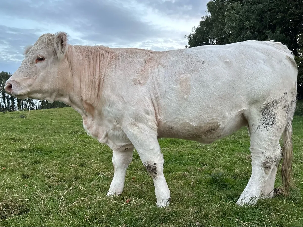 Purebred registered incalf Charolais heifer - Image 4
