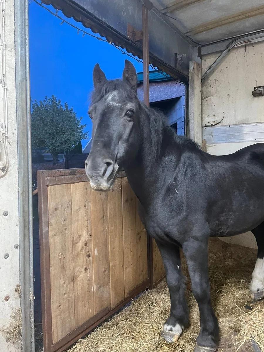 13hh kids pony - Image 2