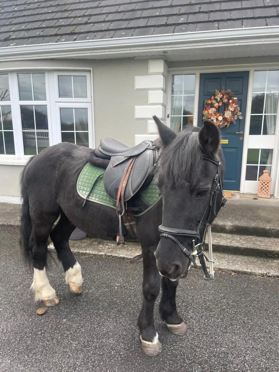 13hh kids pony - Image 3
