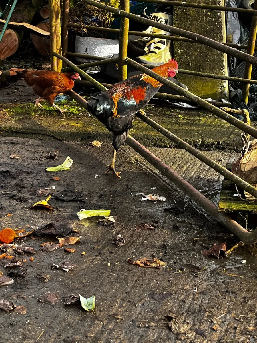 Chickens - Image 2