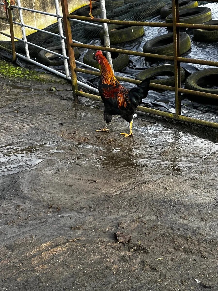Chickens - Image 3