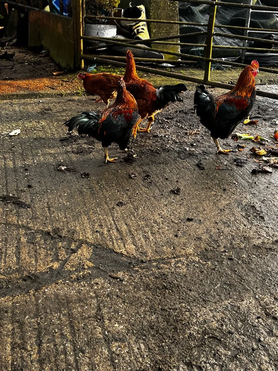 Chickens - Image 4