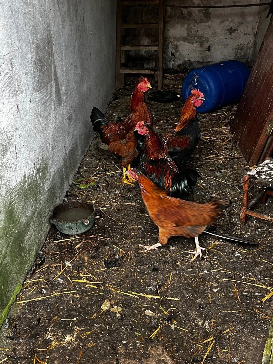 Chickens - Image 1