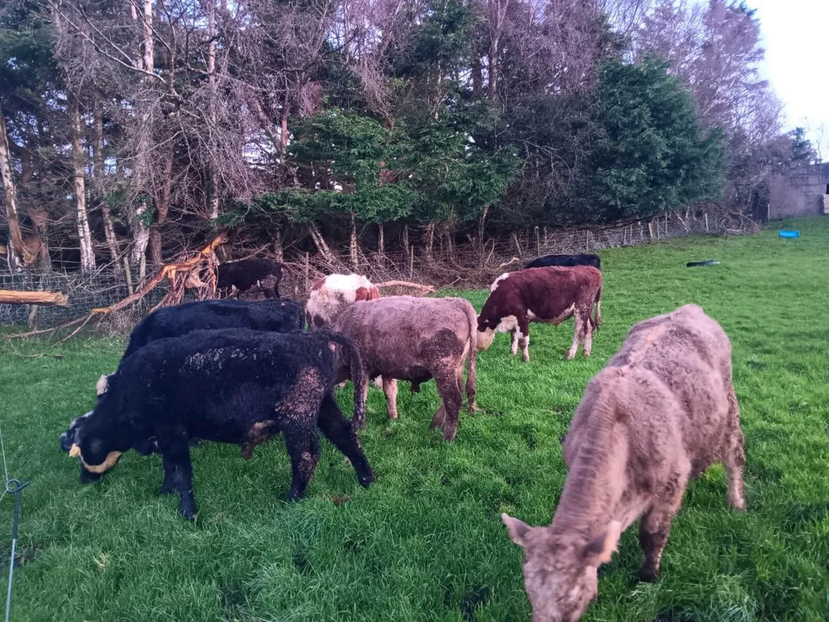 15 bullocks - Image 4