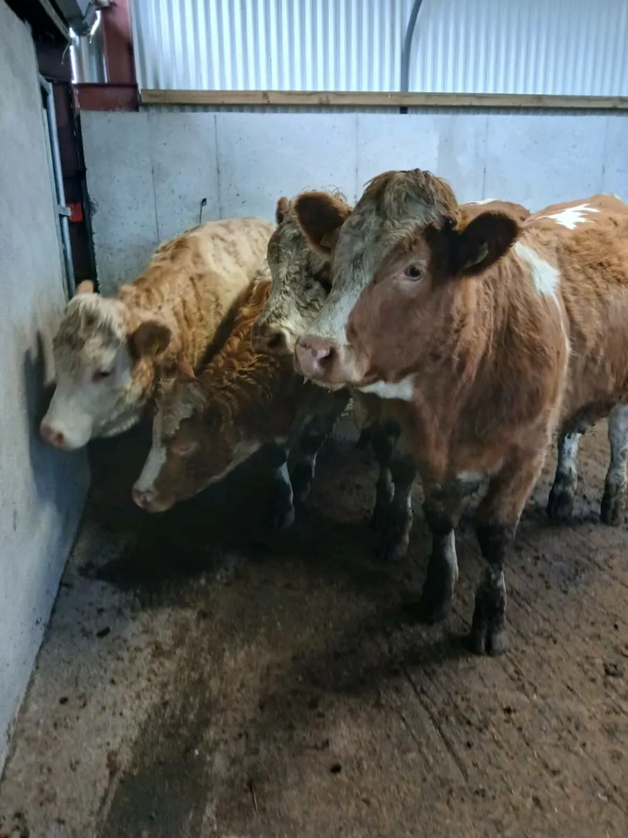 4 simmental cross heifers - Image 1