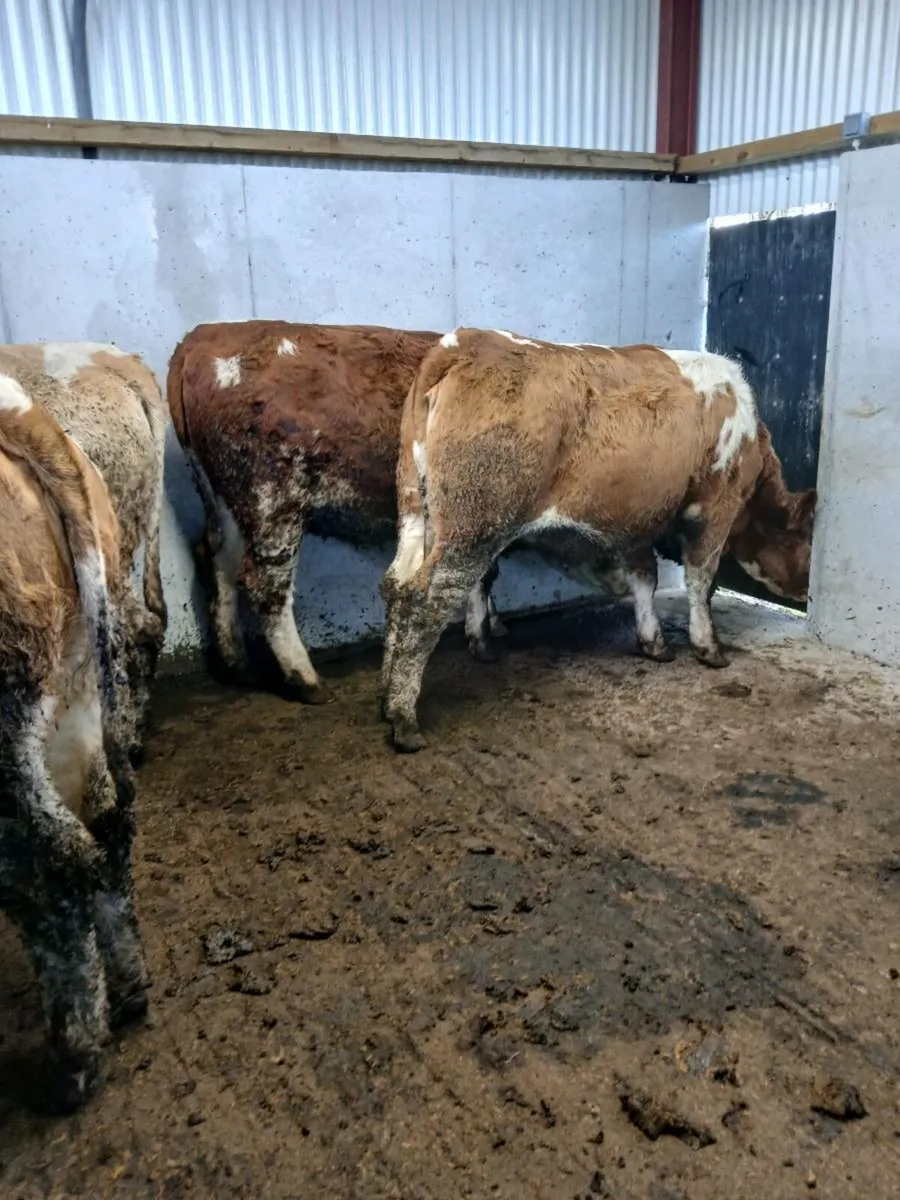 4 simmental cross heifers - Image 2