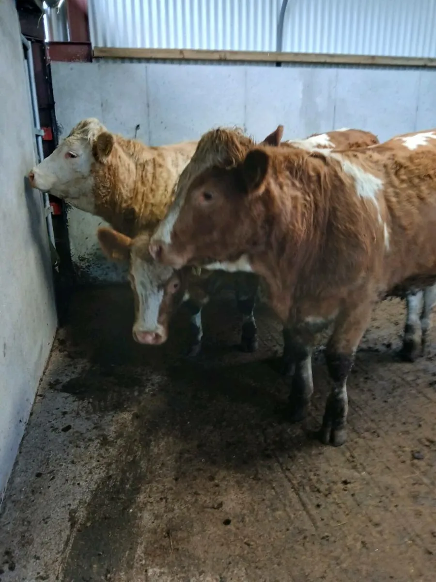 4 simmental cross heifers - Image 3