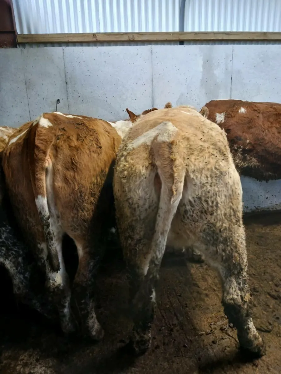 4 simmental cross heifers - Image 4